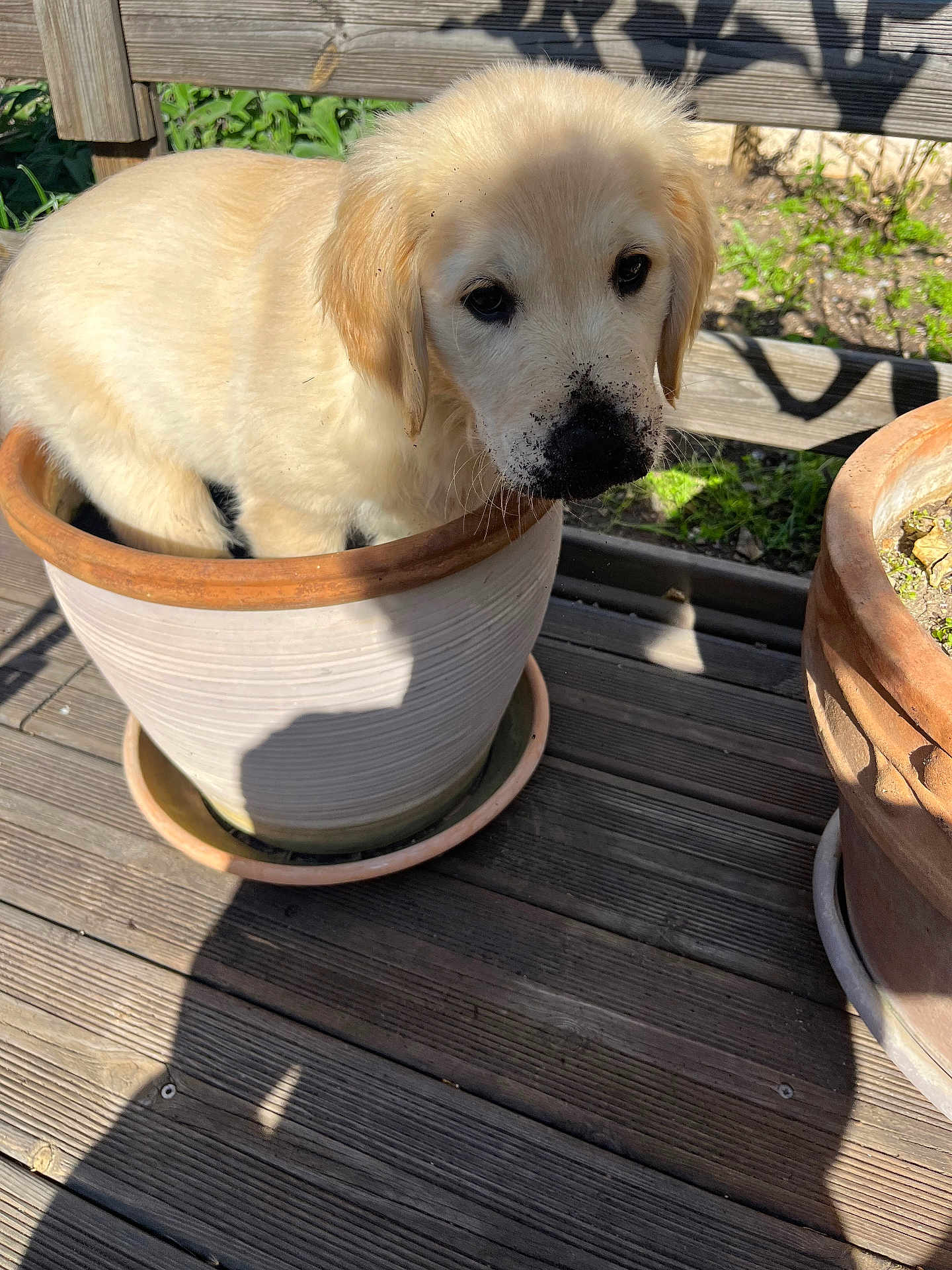 Aïsko a rejoint le concours — aidez-le/la à gagner de superbes lots ! dog, puppy, golden_retriever, flower_pot, ceramic_pot, garden, dirt_on_nose, soil, outdoor, wooden_deck, planter, sunlight, shadow, close_up, portrait, pet, cute, sitting, greenery, playful