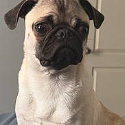 Myles is registered to the contest to win money with this photo: animal, background, canine, dog, door, ears, expression, eyes, face, fur, head, indoor, light, mouth, nose, pet, portrait, pug, shadow, sitting