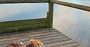 Una a rejoint le concours — aidez-le/la à gagner de superbes lots ! animal, brown, calm, clouds, daytime, dock, dog, fence, lake, landscape, nature, outdoor, peaceful, pet, reflection, relaxing, sky, water, white, wooden_floor