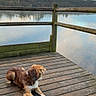 Una a rejoint le concours — aidez-le/la à gagner de superbes lots ! dog, lake, dock, wooden_floor, water, nature, outdoor, sky, clouds, reflection, fence, calm, pet, animal, landscape, relaxing, peaceful, daytime, brown, white