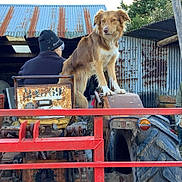 Una a rejoint le concours — aidez-le/la à gagner de superbes lots ! dog, tractor, rust, person, hat, metal_shed, fence, farm, outdoor, vehicle, rural, beanie, brown_dog, white_fur, rusty, tree, sky, agriculture, animal, workwear