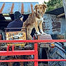 dog, tractor, rust, person, hat, metal_shed, fence, farm, outdoor, vehicle, rural, beanie, brown_dog, white_fur, rusty, tree, sky, agriculture, animal, workwear