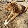 dog, beach, sand, animal, canine, outdoor, nature, sea, shoreline, relaxing, pet, brown, white_paws, laying_down, daytime, calm, quiet, fur, muzzle, ears