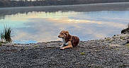 Una a rejoint le concours — aidez-le/la à gagner de superbes lots ! dog, lake, water, sky, clouds, reflection, shore, grass, nature, outdoor, calm, animal, landscape, peaceful, morning, trees, scenic, relaxing, wildlife, daytime