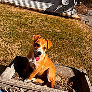 Tucker is registered to the contest to win money with this photo: brown_fur, concrete, dog, grass, happy, house, lawn, outdoors, pet, planter, playful, porch, puppy, satellite_dish, shadow, sitting, sunlight, tongue, white_markings, yard