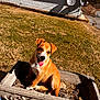 brown_fur, concrete, dog, grass, happy, house, lawn, outdoors, pet, planter, playful, porch, puppy, satellite_dish, shadow, sitting, sunlight, tongue, white_markings, yard
