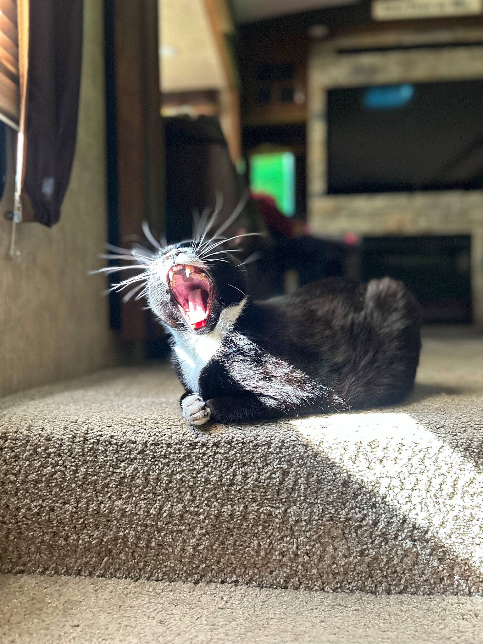 Precious is registered to the contest to win money with this photo: art, asphalt, carmine, darkness, dress, fashion_accessory, felidae, flooring, foot, fur, grey, human_leg, road_surface, shadow, small_to_medium_sized_cats, street, tail, television, whiskers, wing