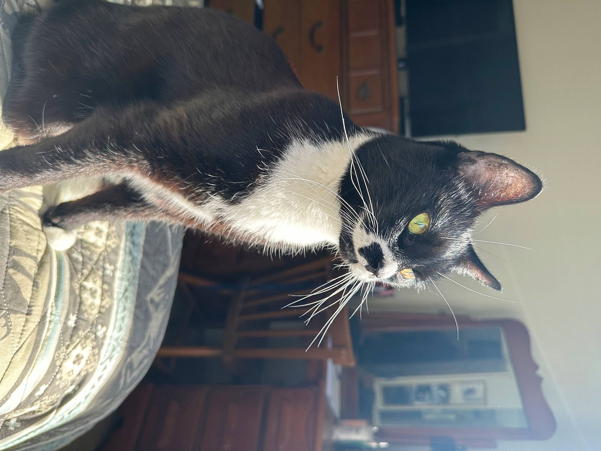 Precious is registered to the contest to win money with this photo: black_cat, carnivore, cat, cat_supply, claw, collar, comfort, domestic_short_haired_cat, felidae, fur, hardwood, paw, pet_supply, sitting, small_to_medium_sized_cats, snout, tail, whiskers, window, wood