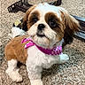 dog, small_dog, shih_tzu, pet, animal, fur, bandana, pink, carpet, indoor, cute, looking_up, fluffy, white, brown, ears, tail, floor, domestic_animal, companion