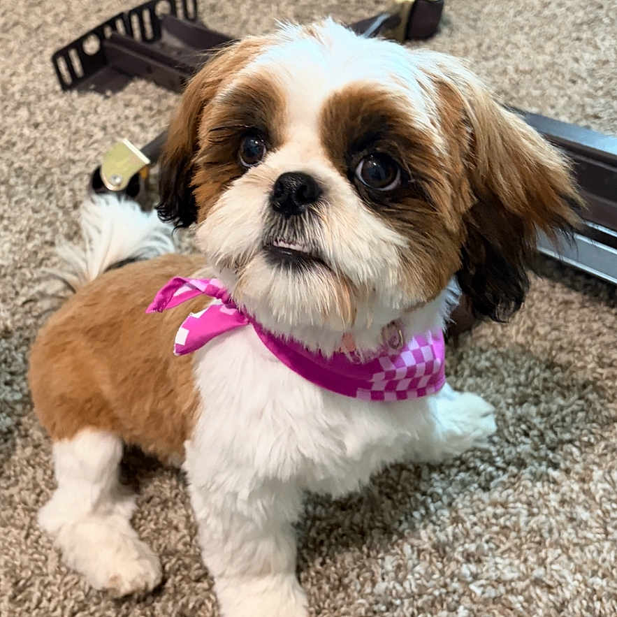 Gracie