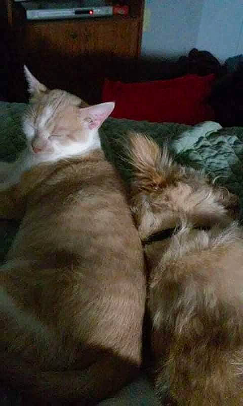 Ice Man is registered to the contest to win money with this photo: carnivore, cat, fawn, felidae, kitten, maine_coon, mammal, nap, oriental_longhair, small_to_medium_sized_cats, tail, whiskers