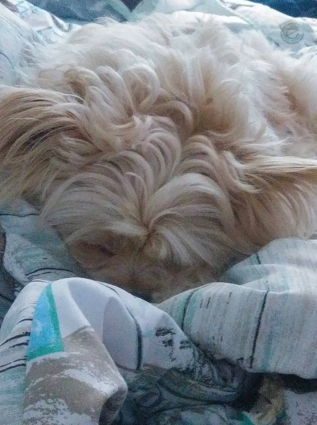 Ice Man joined the competition — help win amazing prizes! bolonka, canidae, carnivore, companion_dog, dog, dog_breed, havanese, lhasa_apso, maltese, nap, non_sporting_group, puppy, sapsali, schnoodle, shih_tzu, sleep, terrier, tibetan_terrier, toy_dog