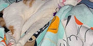 Lil Girl is registered to the contest to win money with this photo: animal, blanket, cat, closeup, collar, comfort, cozy, cute, domestic_cat, feline, fur, indoor, peaceful, pet, pink_nose, relaxation, resting, sleeping, soft, whiskers