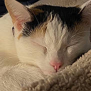 Lil Girl joined the competition — help win amazing prizes! cat, calico, sleeping, close_up, cozy, blanket, fur, pink_nose, whiskers, resting, pet, animal, indoor, cute, peaceful, relaxation, soft_texture, domestic_cat, mammal, face