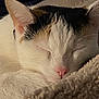 cat, calico, sleeping, close_up, cozy, blanket, fur, pink_nose, whiskers, resting, pet, animal, indoor, cute, peaceful, relaxation, soft_texture, domestic_cat, mammal, face