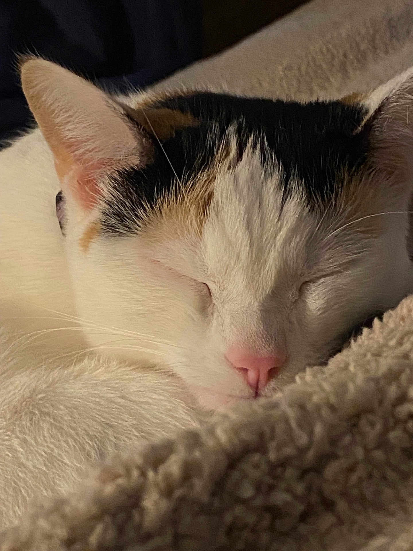 Lil Girl joined the competition — help win amazing prizes! cat, calico, sleeping, close_up, cozy, blanket, fur, pink_nose, whiskers, resting, pet, animal, indoor, cute, peaceful, relaxation, soft_texture, domestic_cat, mammal, face