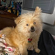 Iceman joined the competition — help win amazing prizes! animal, architecture, building, canine, couch, curtain, cushion, dog, door, furniture, homedecor, indoors, interiordesign, pet, poodle, puppy, terrier, whitedog, window, wood
