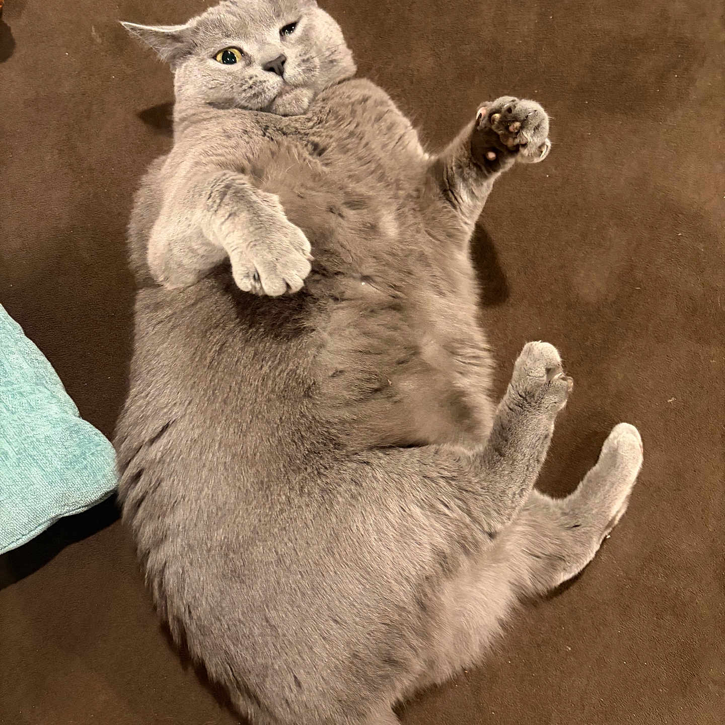 Gray joined the competition — help win amazing prizes! cat, gray_cat, pet, lying_down, relaxed, funny_expression, indoor, feline, fur, whiskers, paw, claw, tail, brown_background, blue_cloth, cute, domestic_animal, one_eye_closed, plump, resting