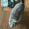 Gray joined the competition — help win amazing prizes! cat, gray_cat, wooden_floor, toy_truck, green_eyes, pet, indoor, curious, flooring, domestic_cat, feline, looking_up, animal, whiskers, ears, tail, playful, home, feet, socks