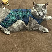 Gray is registered to the contest to win money with this photo: cat, gray_cat, pet, animal, feline, plaid_sweater, clothing, indoors, brown_background, toy, yo-yo, cord, relaxed, lying_down, looking_at_camera, whiskers, ears, fur, domestic_animal, cute