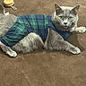 cat, gray_cat, pet, animal, feline, plaid_sweater, clothing, indoors, brown_background, toy, yo-yo, cord, relaxed, lying_down, looking_at_camera, whiskers, ears, fur, domestic_animal, cute