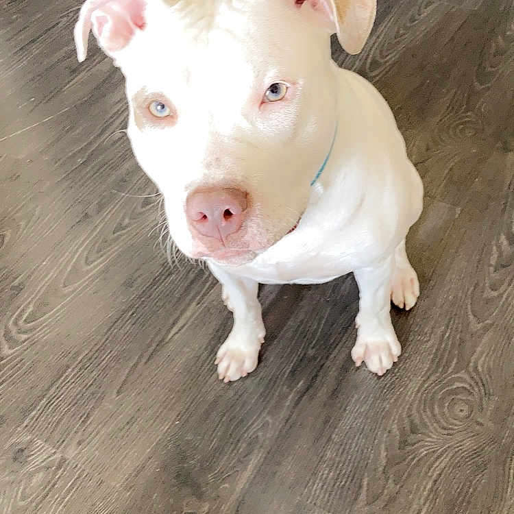 Nala a rejoint le concours — aidez-le/la à gagner de superbes lots ! animal, background, canine, collar, dog, domestic, ears, eyes, floor, flooring, fur, house, indoor, kitchen, looking_up, nose, pet, sitting, white_dog, wood_floor