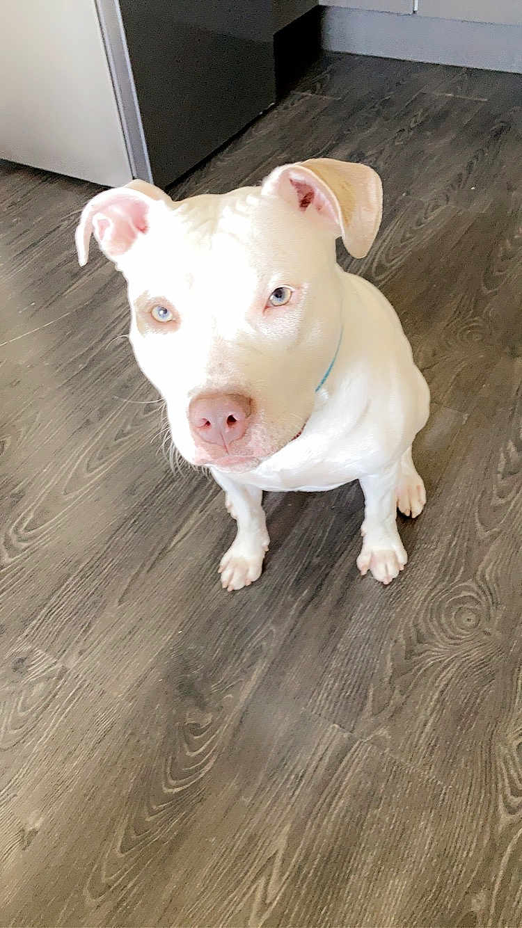 Nala a rejoint le concours — aidez-le/la à gagner de superbes lots ! dog, white_dog, floor, wood_floor, indoor, pet, canine, ears, eyes, nose, sitting, looking_up, domestic, animal, fur, collar, house, kitchen, background, flooring