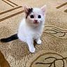 cat, kitten, white_fur, black_markings, black_tail, blue_eyes, animal, pet, sitting, indoors, carpet, rug, patterned_background, portrait, closeup, fluffy, cute, alert, whiskers, floor