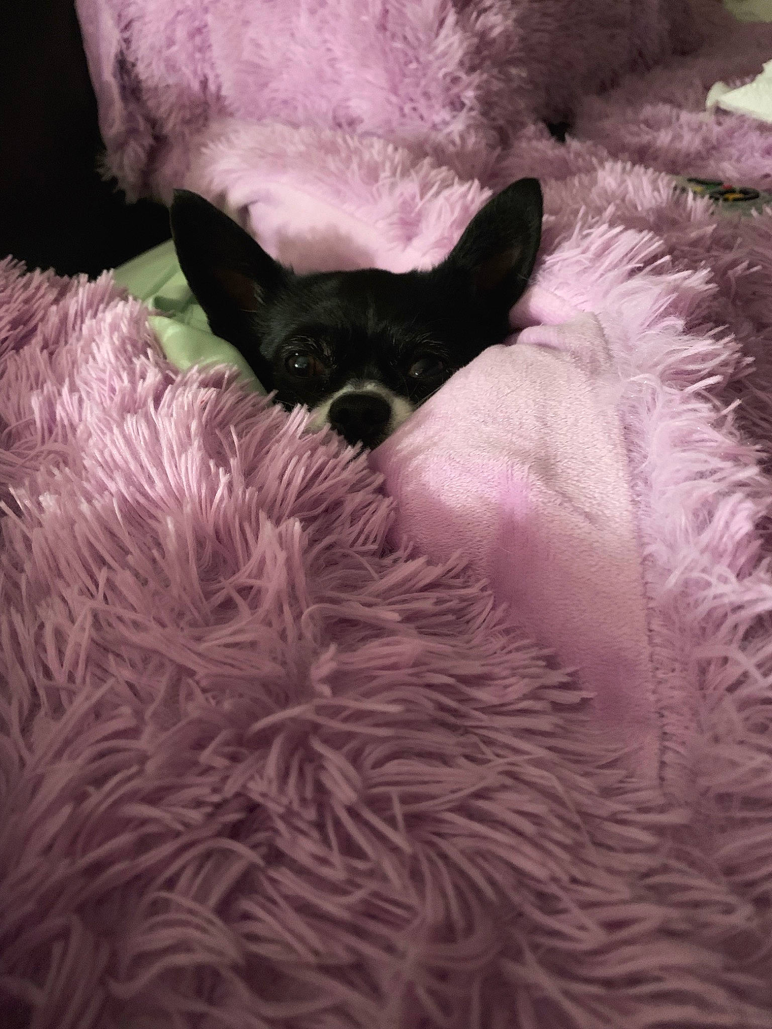 Lola joined the competition — help win amazing prizes! bed, bedding, canidae, carnivore, comfort, companion_dog, dog, dog_breed, fawn, felidae, fur, linens, purple, small_to_medium_sized_cats, snout, sporting_group, tail, toy, whiskers, working_animal