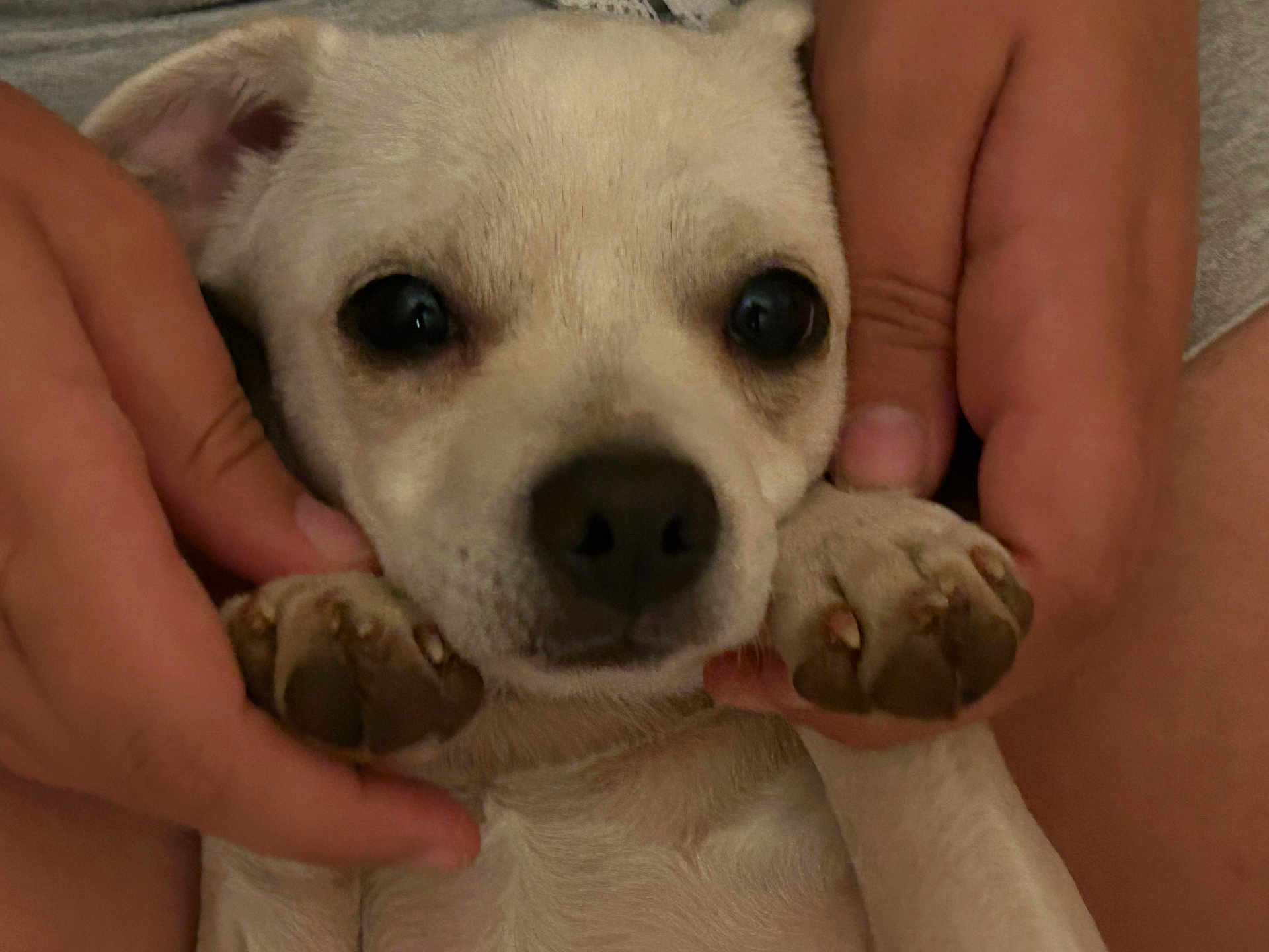 Scout joined the competition — help win amazing prizes! puppy, dog, close_up, hands, cute, pet, animal, playful, paws, face, young, light_colored, domestic_animal, furry, adorable, lying_down, indoor, small, friendly, mammal