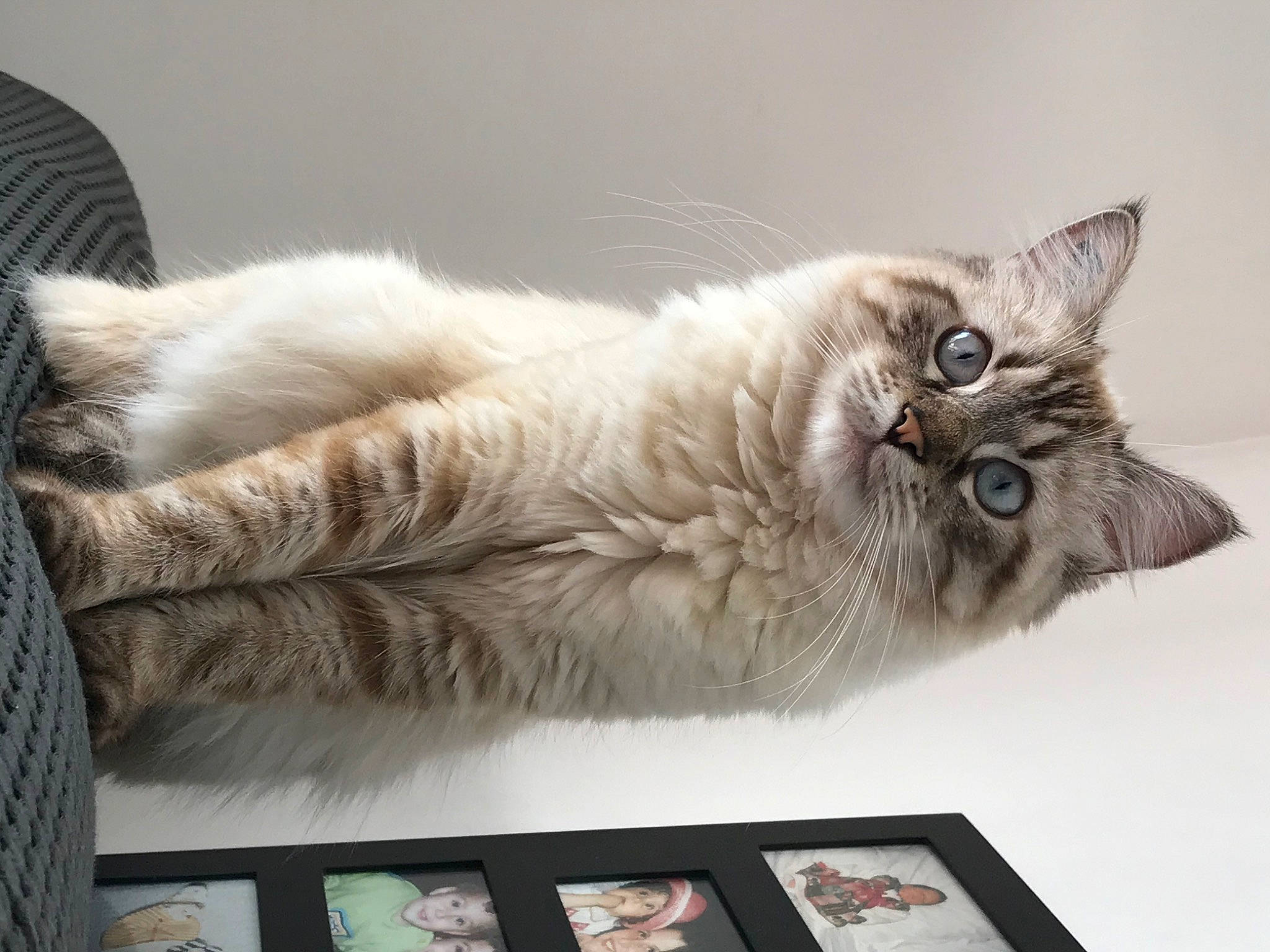 Pepsy a rejoint le concours — aidez-le/la à gagner de superbes lots ! british_longhair, carnivore, cat, claw, comfort, domestic_short_haired_cat, felidae, fur, grey, paw, plant, room, small_to_medium_sized_cats, tail, whiskers