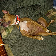 River is registered to the contest to win money with this photo: dog, sleeping, armchair, cushion, orange_collar, indoor, pet, relaxed, brown_dog, white_patch, fur, paw, furniture, cozy, resting, canine, living_room, wooden_floor, home, domestic_animal