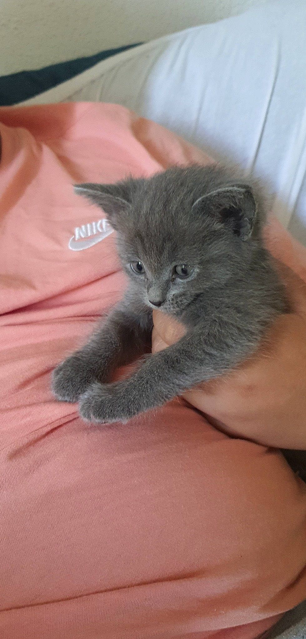 Djobi participe au concours pour gagner de l'argent avec cette photo : carnivore, cat, claw, comfort, domestic_short_haired_cat, fawn, felidae, fur, gesture, grey, leg, mammal, paw, russian_blue, sitting, small_to_medium_sized_cats, snout, tail, vertebrate, whiskers