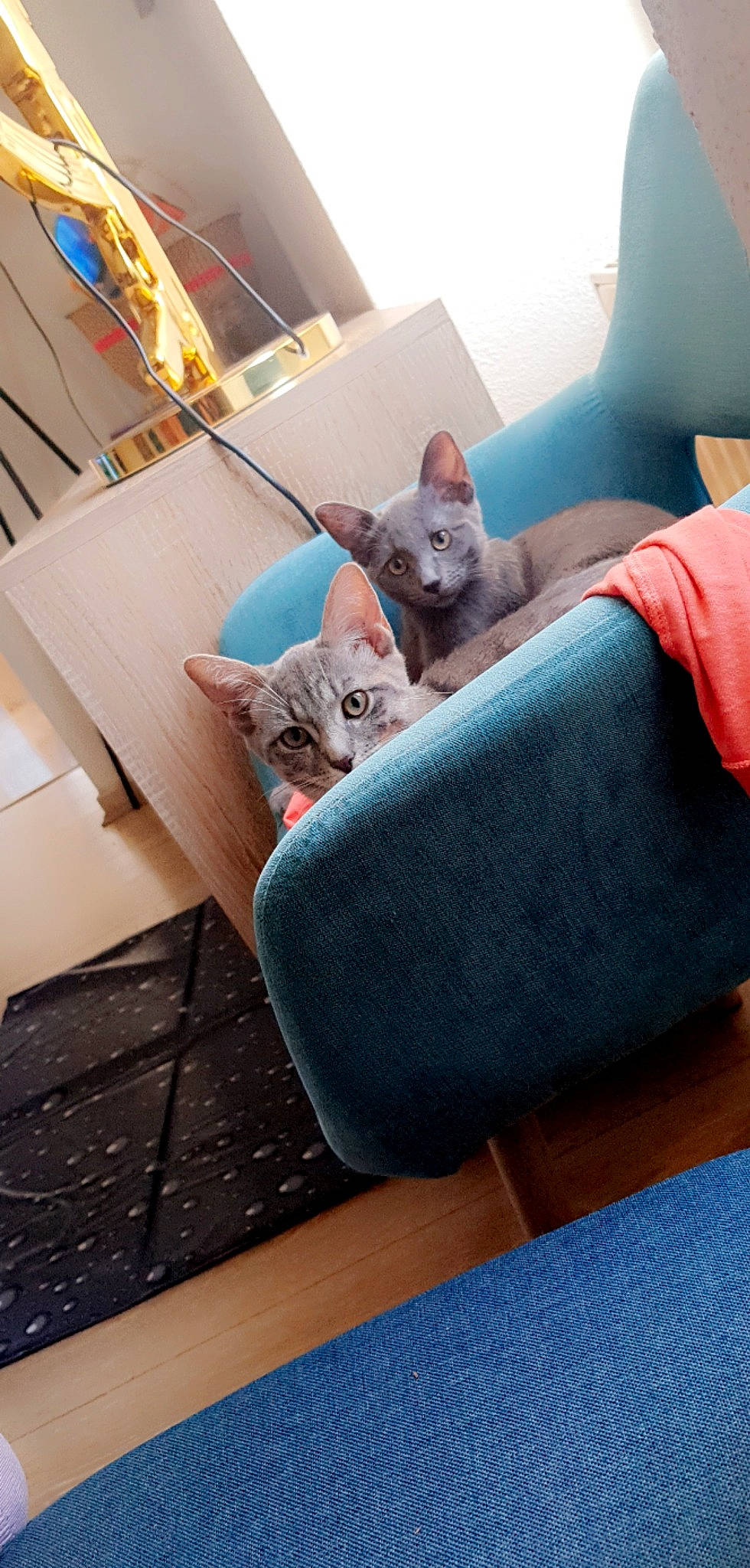 Djobi participe au concours pour gagner de l'argent avec cette photo : carnivore, cat, comfort, couch, fawn, felidae, flooring, grey, hardwood, house, living_room, mammal, product, room, small_to_medium_sized_cats, studio_couch, textile, vertebrate, whiskers, wood