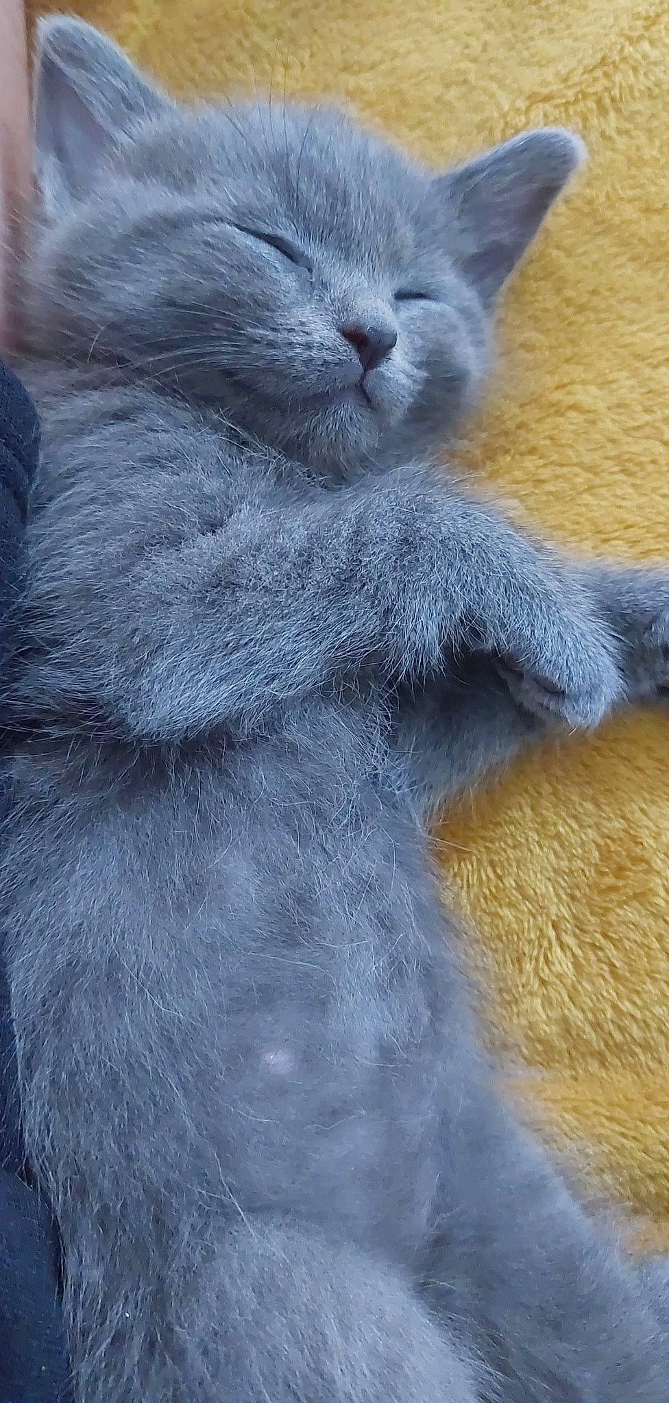 Djobi a rejoint le concours — aidez-le/la à gagner de superbes lots ! carnivore, cat, claw, comfort, domestic_short_haired_cat, electric_blue, felidae, fur, grey, paw, russian_blue, small_to_medium_sized_cats, snout, tail, terrestrial_animal, whiskers