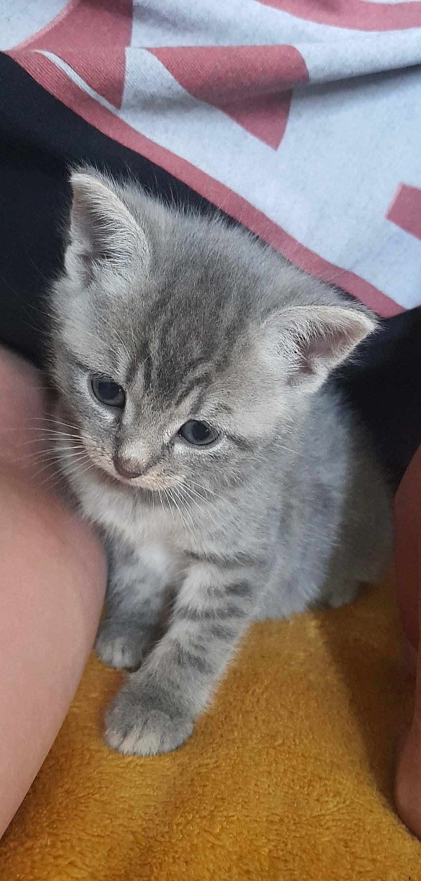 Djoba a rejoint le concours — aidez-le/la à gagner de superbes lots ! carnivore, cat, claw, domestic_short_haired_cat, eye, felidae, fur, grey, paw, small_to_medium_sized_cats, snout, tail, whiskers, window