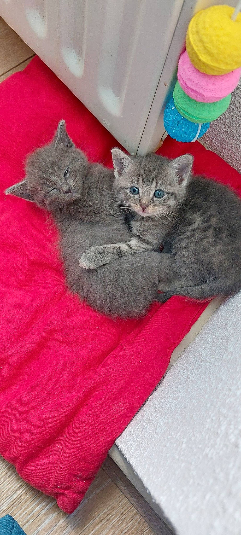 Djoba a rejoint le concours — aidez-le/la à gagner de superbes lots ! carnivore, cat, cat_bed, cat_supply, claw, comfort, domestic_short_haired_cat, felidae, fur, grey, mammal, nap, paw, russian_blue, small_to_medium_sized_cats, tail, vertebrate, whiskers