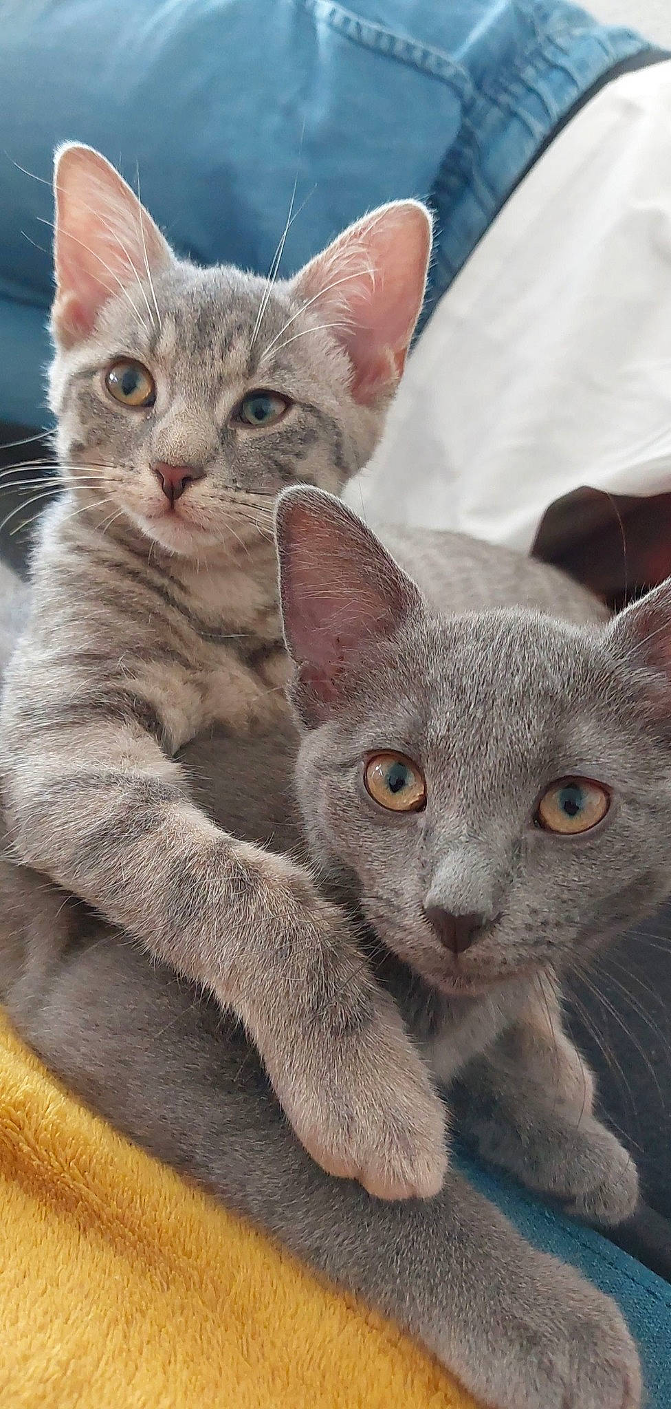 Djoba participe au concours pour gagner de l'argent avec cette photo : carnivore, cat, comfort, domestic_short_haired_cat, felidae, fur, grey, paw, photo_caption, russian_blue, small_to_medium_sized_cats, snout, terrestrial_animal, whiskers, window