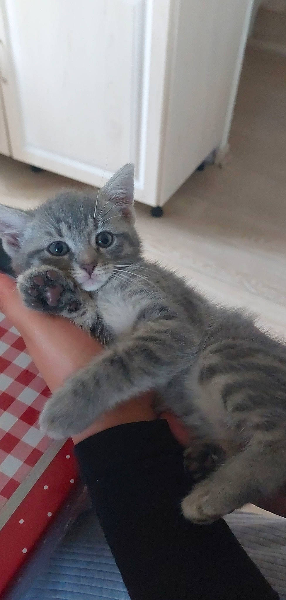 Djoba participe au concours pour gagner de l'argent avec cette photo : box, carnivore, cat, claw, comfort, domestic_short_haired_cat, felidae, flooring, fur, grey, paw, small_to_medium_sized_cats, snout, tail, whiskers