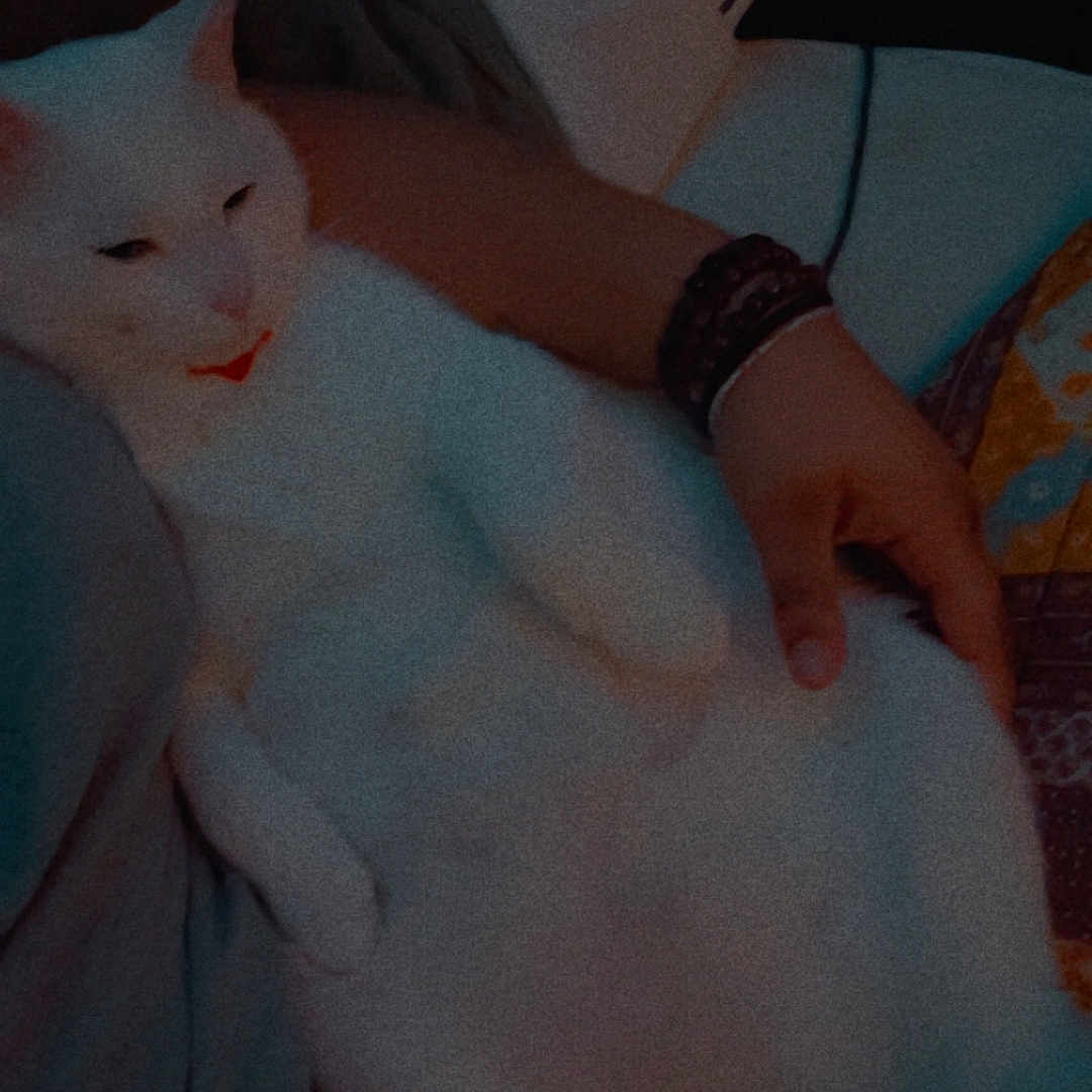 Casper joined the competition — help win amazing prizes! abyssinian, accessories, angora, animal, baby, blanket, bodypart, cat, chair, couch, cushion, finger, furniture, hand, homedecor, kitten, person, pet, siamese, sleeping