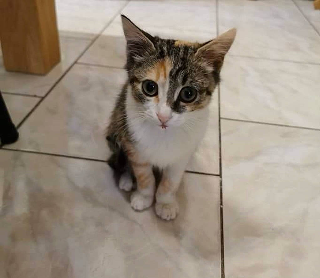 Pitchoune participe au concours pour gagner de l'argent avec cette photo : carnivore, cat, domestic_short_haired_cat, door, eye, fawn, felidae, floor, flooring, foot, fur, hardwood, head, paw, small_to_medium_sized_cats, snout, tail, tile_flooring, whiskers, wood