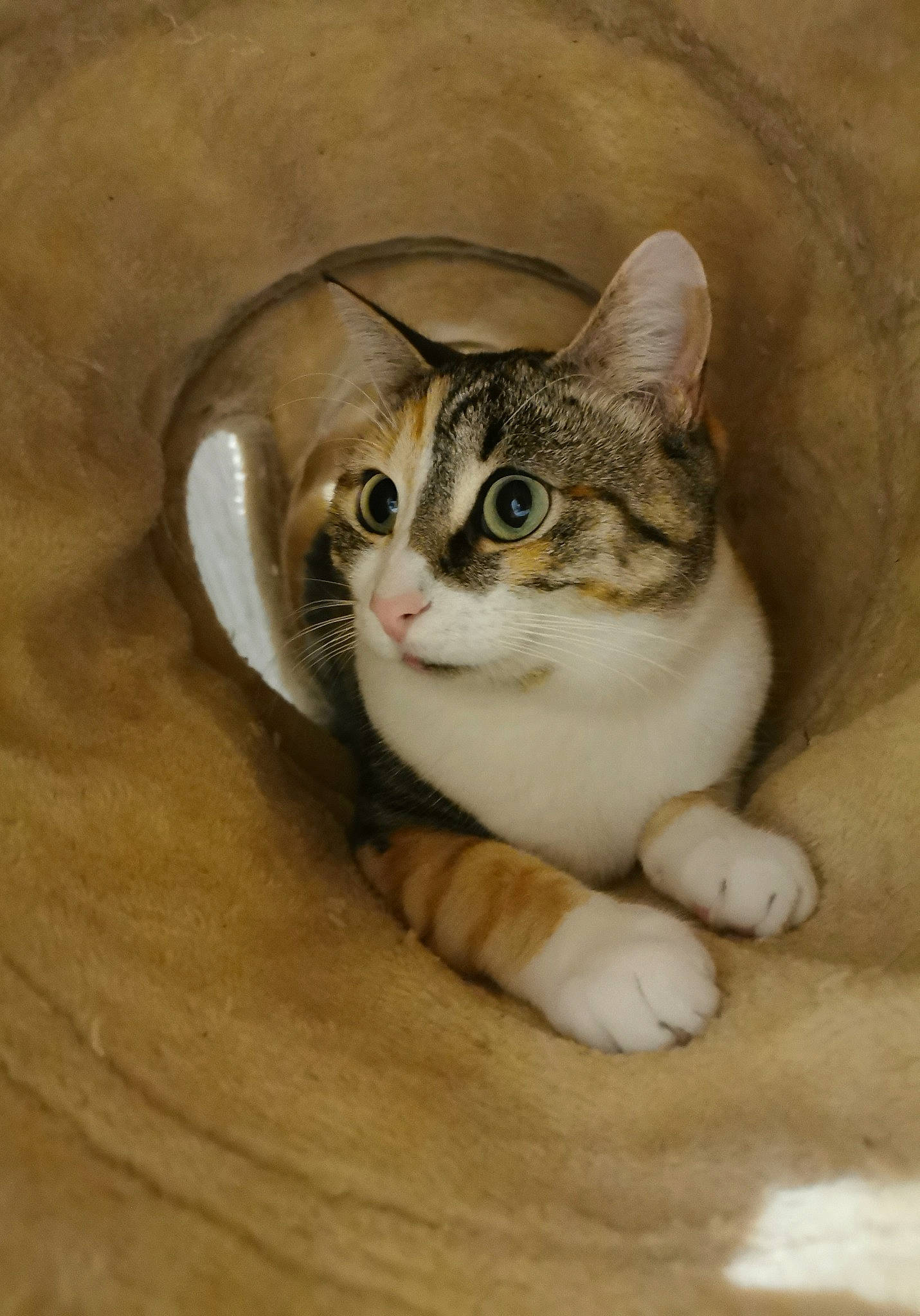 Pitchoune participe au concours pour gagner de l'argent avec cette photo : art, carnivore, cat, domestic_short_haired_cat, door, drawing, felidae, flooring, fur, hardwood, illustration, paint, painting, paw, small_to_medium_sized_cats, snout, stairs, whiskers, window, wood