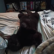 Midnight is registered to the contest to win money with this photo: animal, bed, black_cat, blanket, cat, cozy, cute, domestic_animal, feline, fur, indoor, objects, paw, pet, relaxing, resting, room, shelf, sleeping, soft