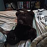animal, bed, black_cat, blanket, cat, cozy, cute, domestic_animal, feline, fur, indoor, objects, paw, pet, relaxing, resting, room, shelf, sleeping, soft