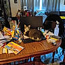Izzy joined the competition — help win amazing prizes! cat, tabby, pet, animal, sitting, keyboard, desk, table, home_office, clutter, snacks, papers, computer, chair, spray_bottle, indoors, living_room, curtains, furniture, portrait