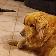 Gandja a rejoint le concours — aidez-le/la à gagner de superbes lots ! animal, canine, chow, cockerspaniel, collie, dog, eskimodog, goldenretriever, hound, pet, puppy