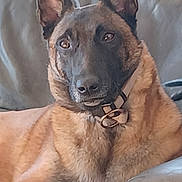 Saphir participe au concours pour gagner de l'argent avec cette photo : alert, animal, black_fur, brown_fur, canine, close_up, collar, couch, dog, domestic_animal, ears, face, fur, furniture, indoor, lying_down, muzzle, pet, portrait, relaxed