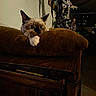 animal, blue_eyes, brown, cat, cozy, curious, cushion, dim_lighting, domestic, feline, home, indoor, peek, pet, plush, quiet, resting, shadow, soft, wooden_surface
