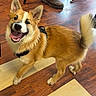 dog, corgi, pet, canine, golden_fur, white_markings, fluffy_tail, pointed_ears, open_mouth, tongue, happy, smiling, standing, walking, leash, collar, indoor, wooden_floor, furniture, boots