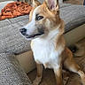 dog, canine, sitting, alert, portrait, indoor, living_room, couch, sofa, blanket, orange_blanket, wooden_floor, home, pet, animal, pointed_ears, white_chest, brown_fur, looking_sideways, photograph